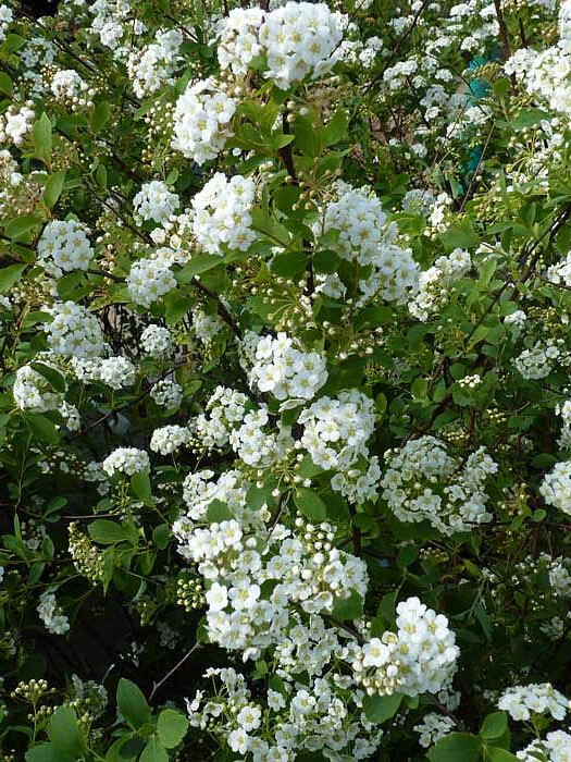 Спирея Вангутта (Spiraea vanhouttei) – вид 3