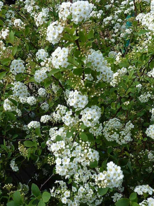 Спирея Вангутта (Spiraea vanhouttei) – вид 3