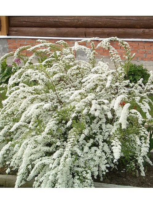 Спирея Вангутта (Spiraea vanhouttei) – вид 6