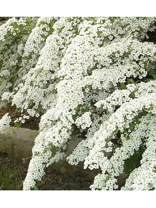 Спирея Вангутта (Spiraea vanhouttei) – вид 7