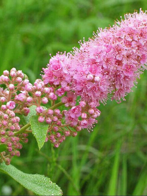 Спирея Дугласа (Spiraea douglasii) – вид 2