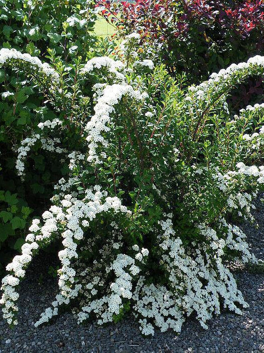 Спирея ниппонская (Spiraea nipponica) – вид 1