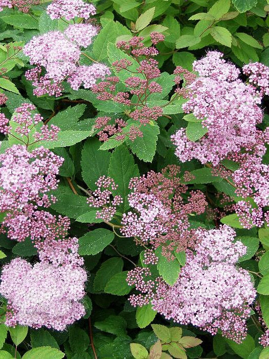 Спирея японская (Spiraea japonica) – вид 1