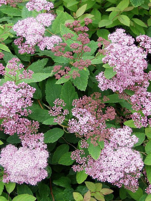 Спирея японская (Spiraea japonica)