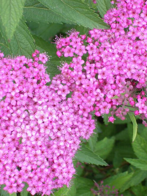 Спирея японская (Spiraea japonica) – вид 2