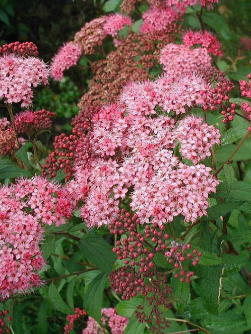 Спирея Бумальда (Spiraea bumalda) – вид 1