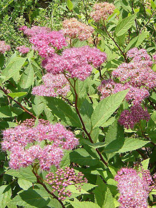 Спирея Бумальда (Spiraea bumalda) – вид 2