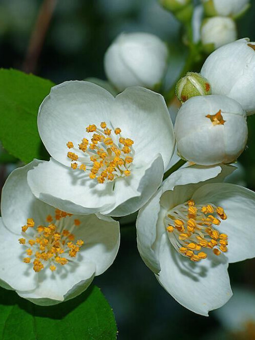 Чубушник венечный (Philadelphus coronarius) – вид 1