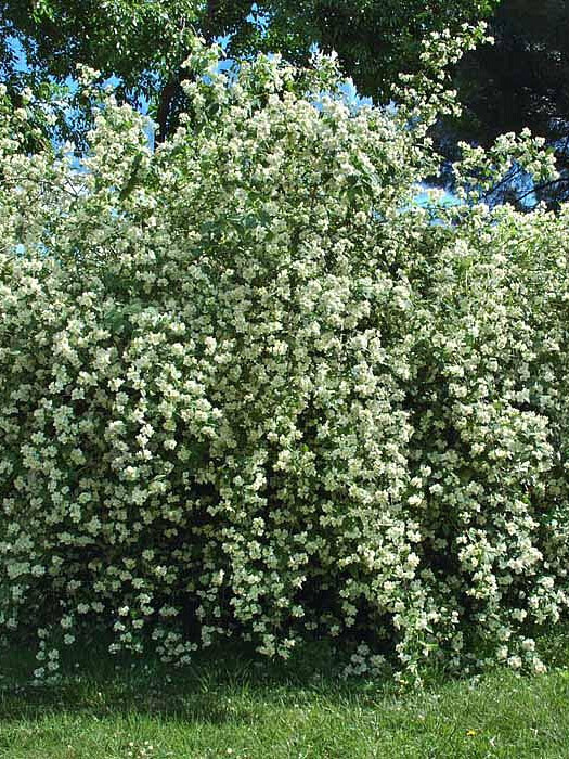 Чубушник венечный (Philadelphus coronarius) – вид 2