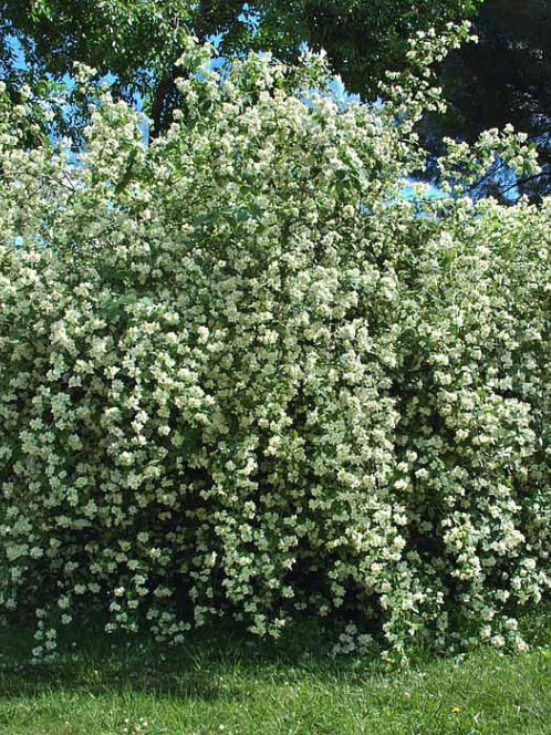 Чубушник венечный (Philadelphus coronarius) – вид 2