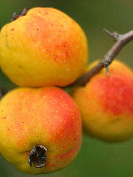 Айва японская плодовая (Chaenomeles japonica) – вид 1