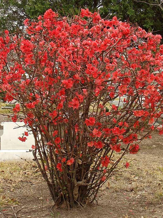 Айва японская плодовая (Chaenomeles japonica) – вид 3