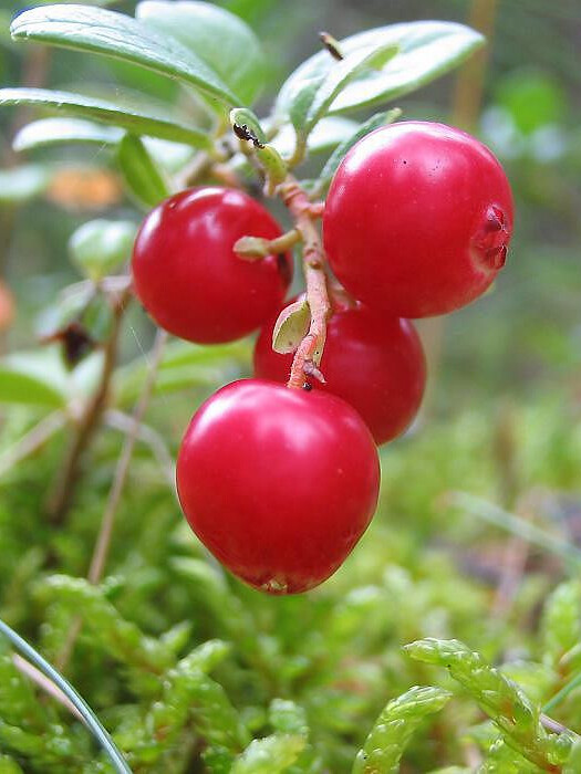 Брусника Коралл (Vaccinium vitis-idaea Corall) – вид 1