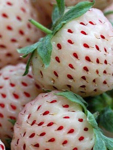 Земляника садовая (клубника) Пайнберри (Pineberry) – вид 1