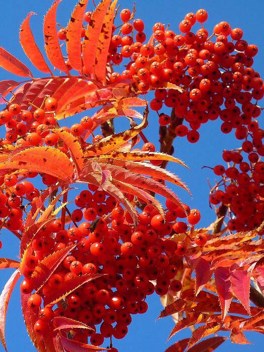 Рябина смешанная (Sorbus commixta) – вид 1