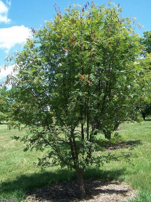 Рябина смешанная (Sorbus commixta) – вид 2