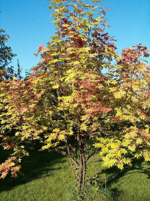 Рябина смешанная (Sorbus commixta) – вид 3