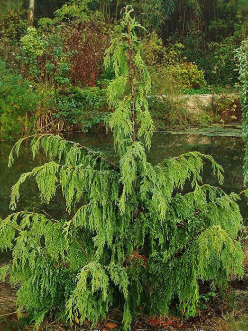 Кипарисовик нутканский Пендула (Pendula)