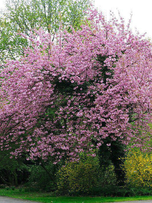 Вишня мелкопильчатая (сакура) (Prunus serrulata) – вид 1