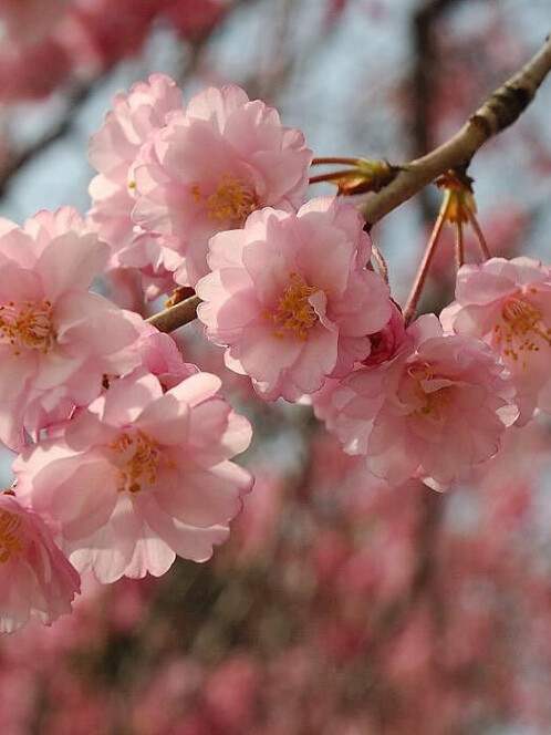 Вишня мелкопильчатая (сакура) (Prunus serrulata) – вид 2