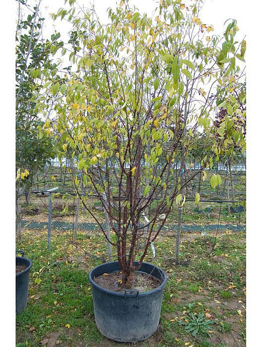 Вишня мелкопильчатая (сакура) (Prunus serrulata) – вид 3