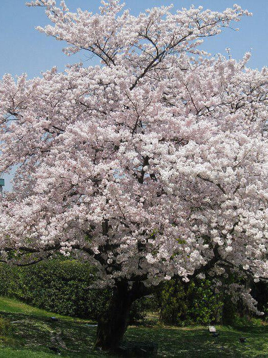 Вишня обыкновенная (Prunus cerasus) – вид 1