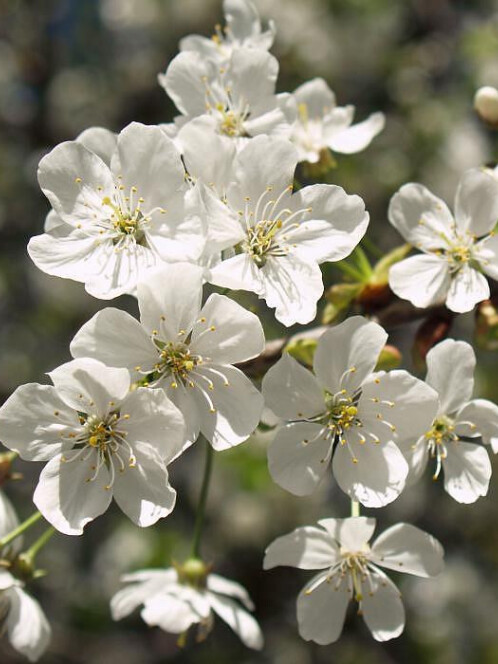 Вишня обыкновенная (Prunus cerasus) – вид 2