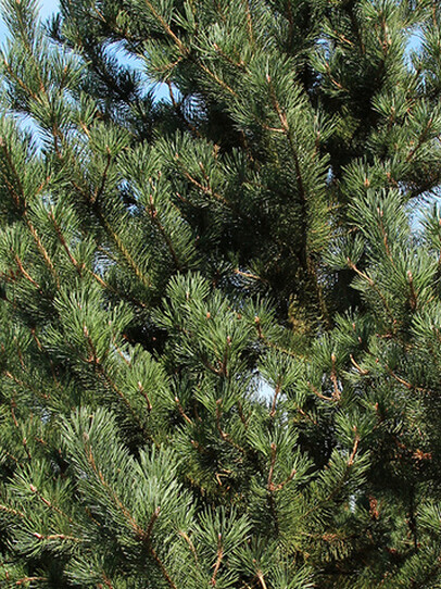 Сосна горная Унцината (Pinus Uncinata)