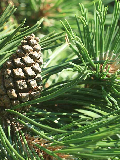 Сосна горная Унцината (Pinus Uncinata) – вид 2