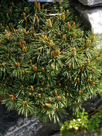 Сосна горная Унцината (Pinus Uncinata) – вид 3