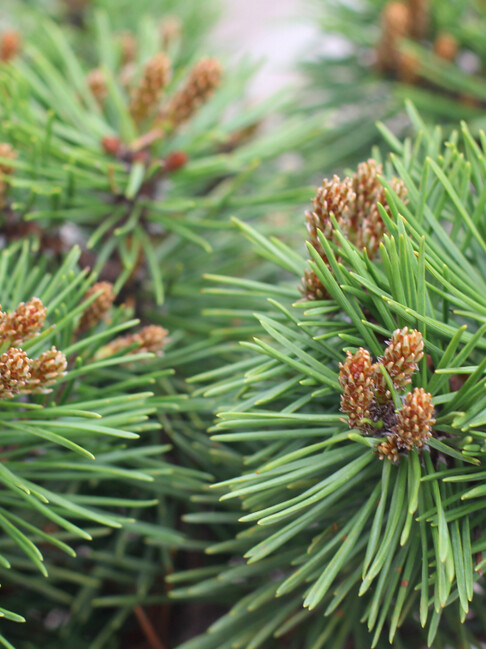 Сосна горная Унцината (Pinus Uncinata) – вид 4