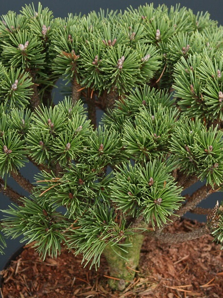 Сосна горная Унцината (Pinus Uncinata) – вид 5