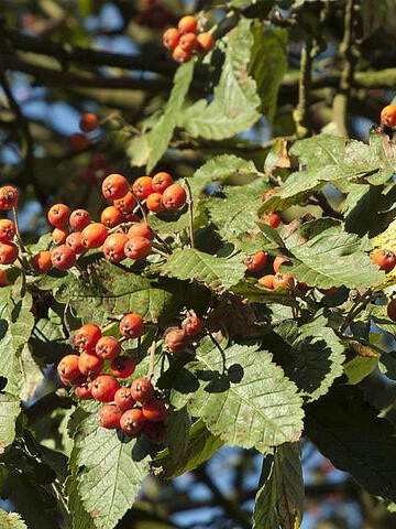 Рябина Шведская (Sorbus intermedia)