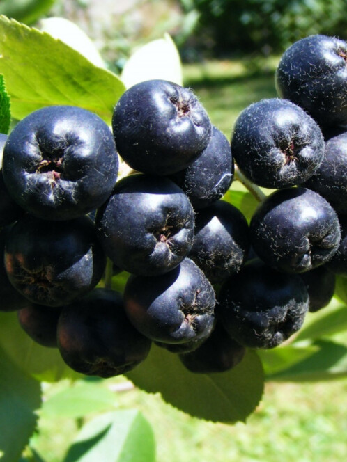 Арония (Aronia melanocarpa)