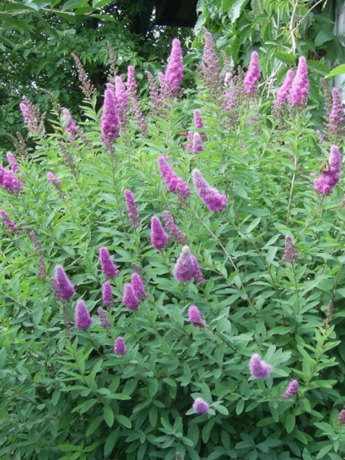 Спирея иволистная (Spiraea salicifolia)