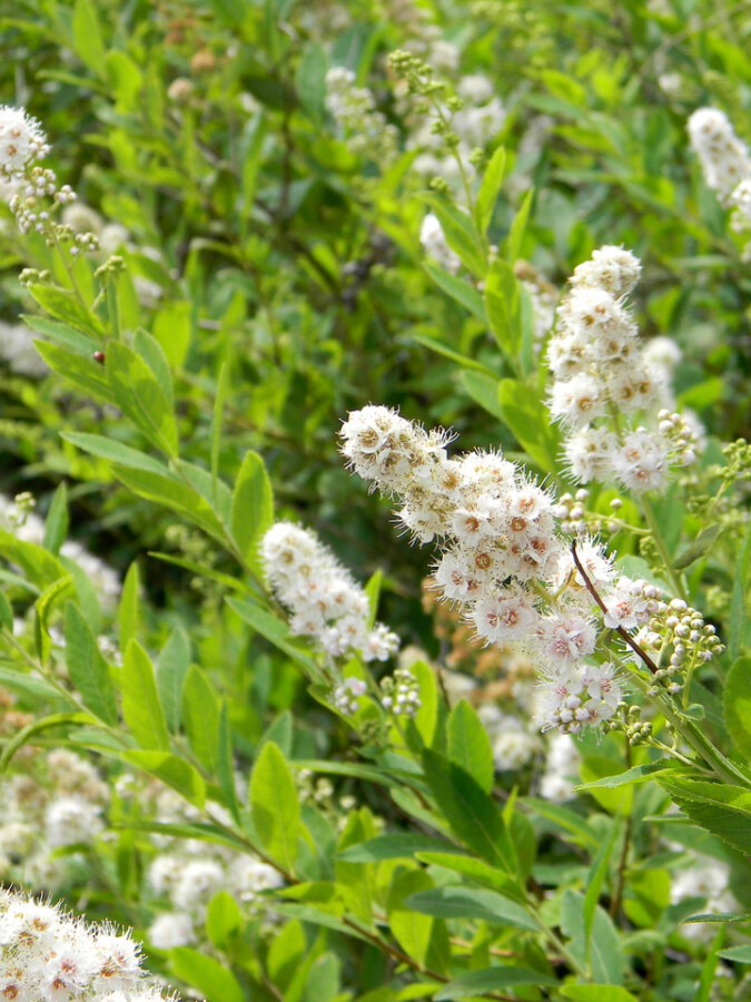 Спирея иволистная (Spiraea salicifolia) – вид 2