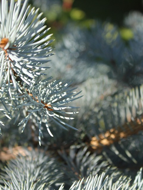 Сосна Блю Фат (Pinus Blue Fat) – вид 1