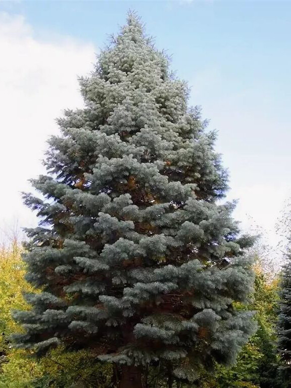 Пихта Одноцветная (Abies Concolor) – вид 2