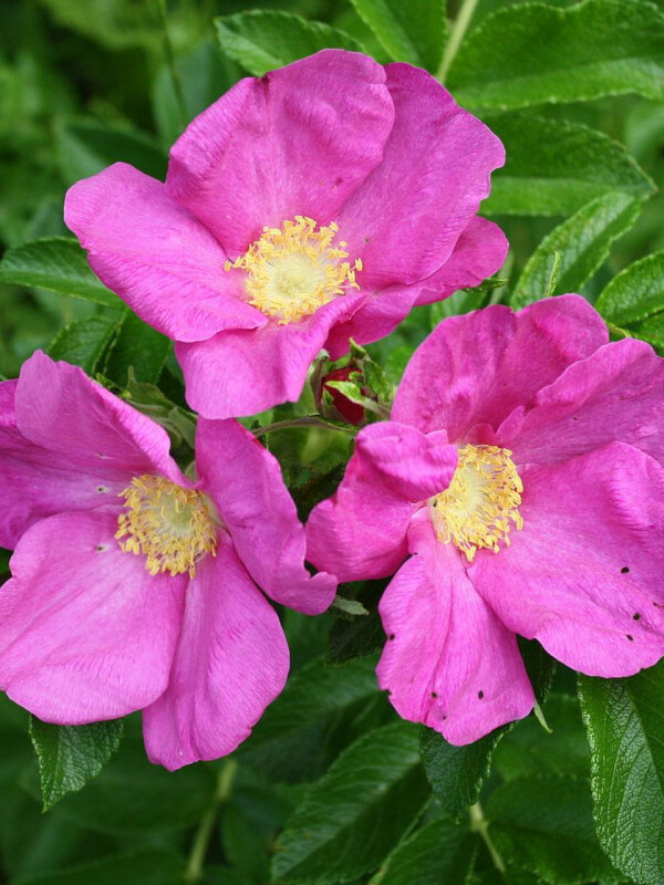 Роза ругоза (Rosa rugosa) – вид 1