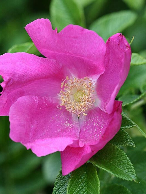 Роза ругоза (Rosa rugosa) – вид 2