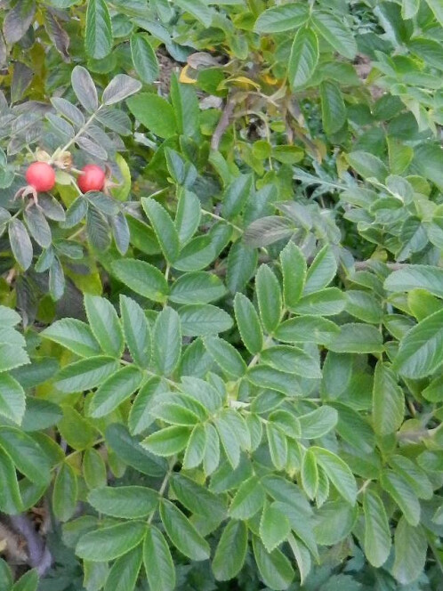 Роза ругоза (Rosa rugosa) – вид 3