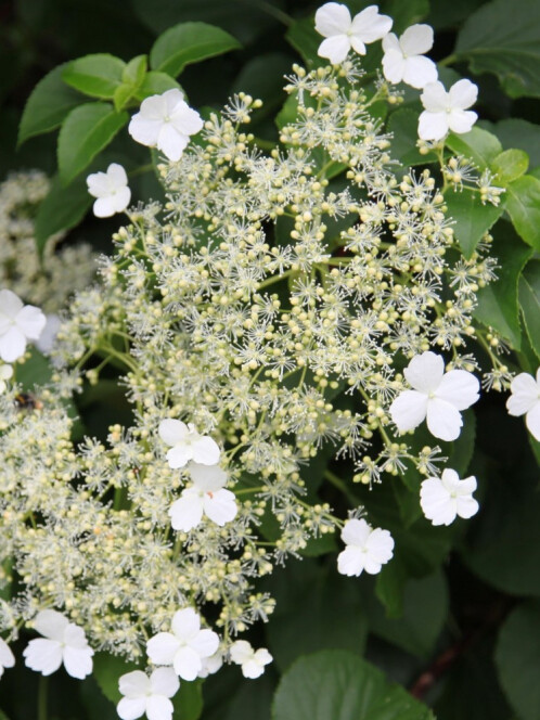 Гортензия черешковая Петиоларис (Hydrangea petiolaris) – вид 1