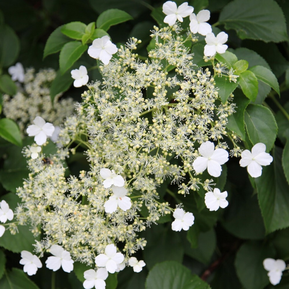 Гортензия черешковая Петиоларис (Hydrangea petiolaris)