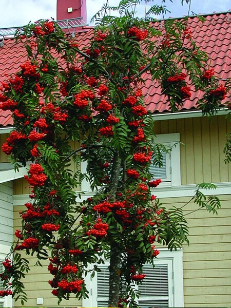 Рябина плакучая Тортуоза