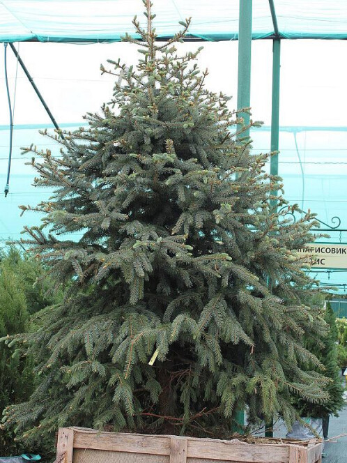 Ель колючая Глаука (pungens Glauca)