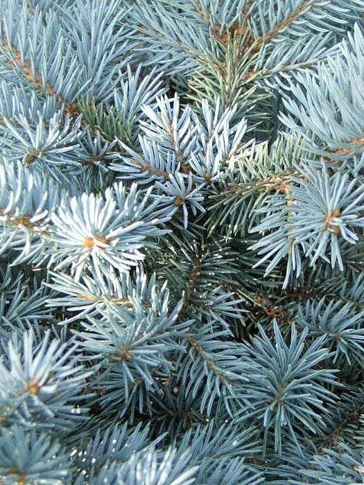 Ель колючая Глаука (pungens Glauca) – вид 3