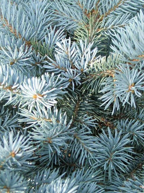 Ель колючая Глаука (pungens Glauca) – вид 3