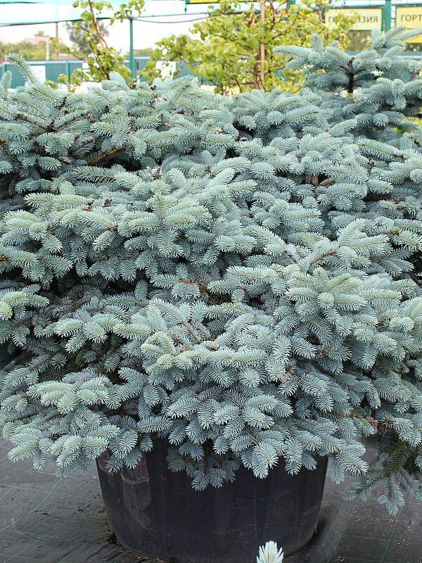 Ель колючая Глаука Глобоза (Glauca Globosa) – вид 1