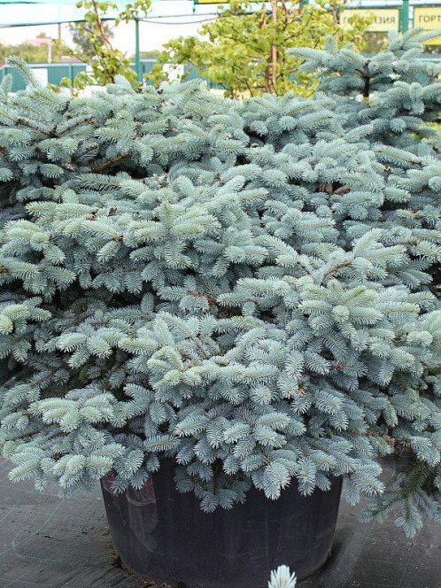 Ель колючая Глаука Глобоза (Glauca Globosa)