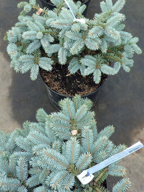 Ель колючая Глаука Глобоза (Glauca Globosa) – вид 2